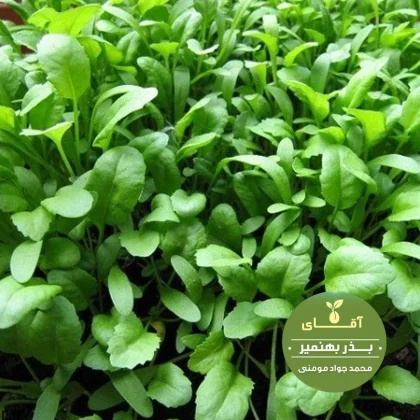 بذر شاهی کشتزار کیسه 10 کیلویی